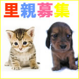 薩摩川内市 子犬・子猫の里親募集